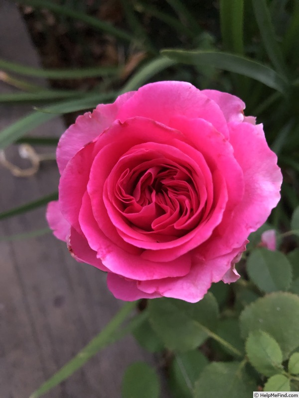 'Celestine (floribunda, Jalbert 2018)' rose photo