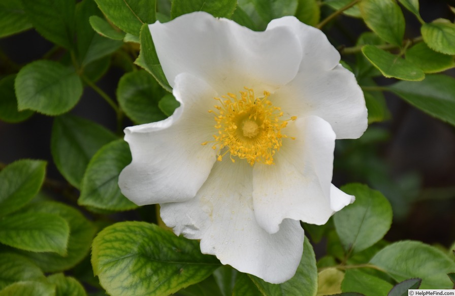 'Cherokee Rose' rose photo