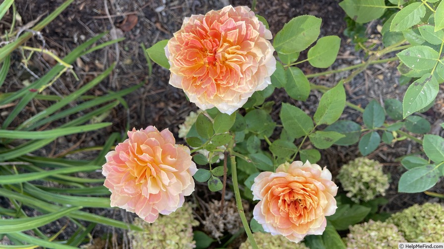 'Antique Caramel ®' rose photo