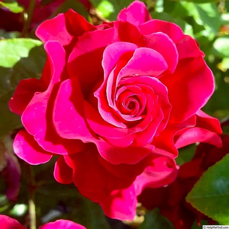 'Rubaiyat' rose photo