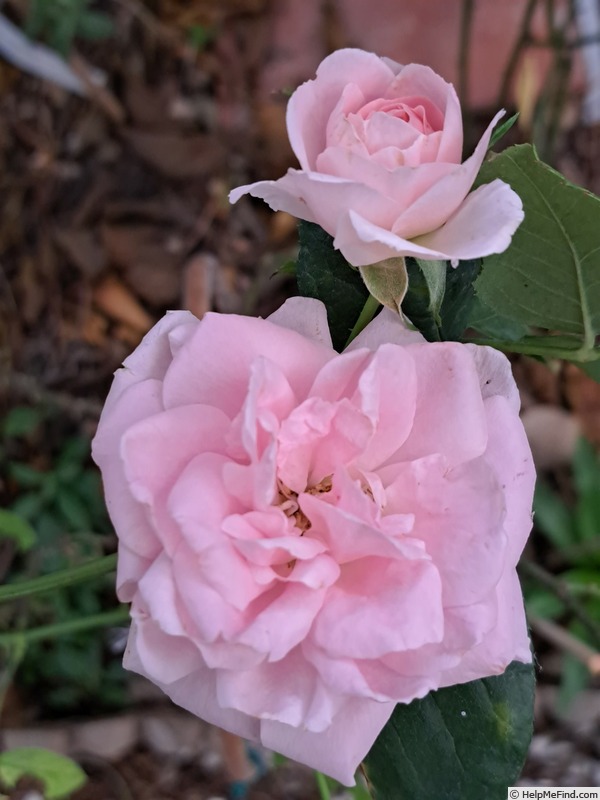 'The Faun' rose photo