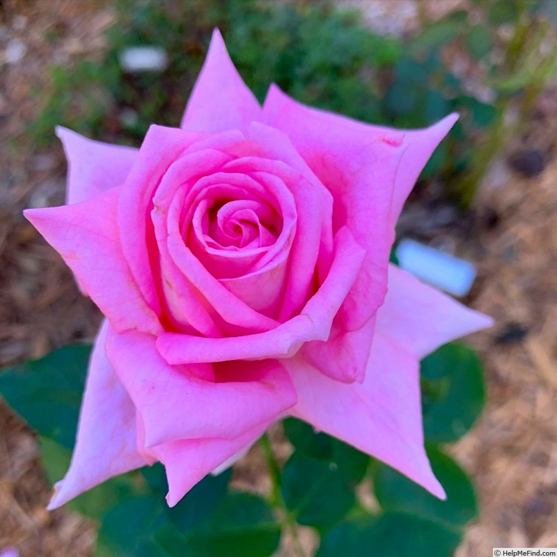 'Anne Letts (hybrid tea, Letts, 1954)' rose photo