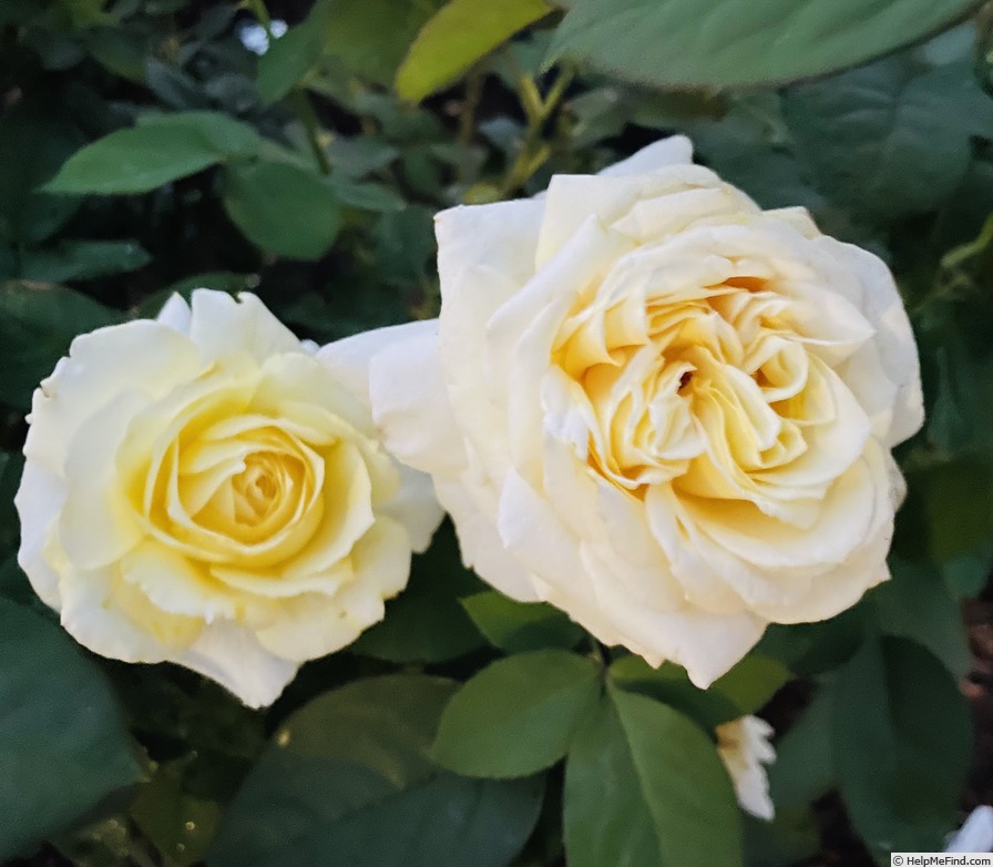 'Chantilly Cream ™' rose photo