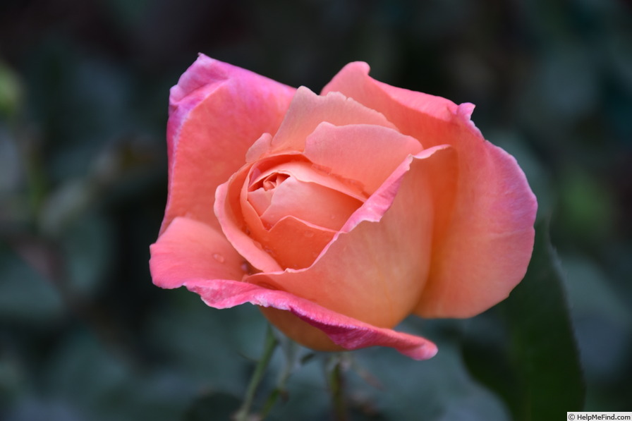 'Helen Traubel' rose photo