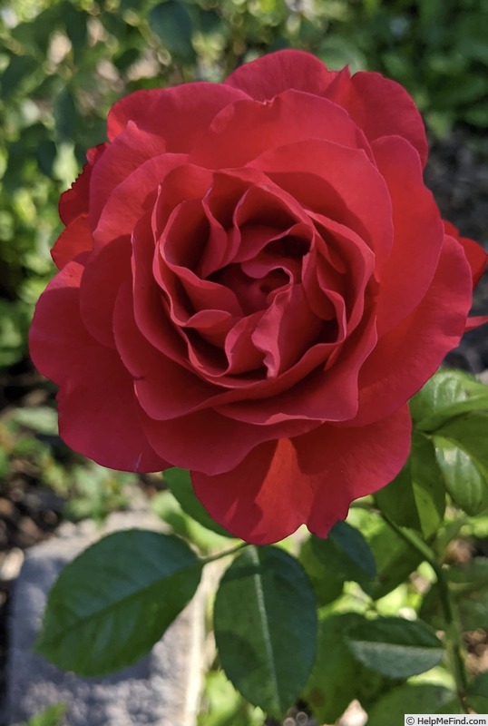 'Frida Kahlo ™' rose photo