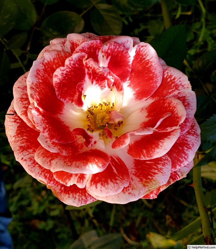 'MACkinju' rose photo