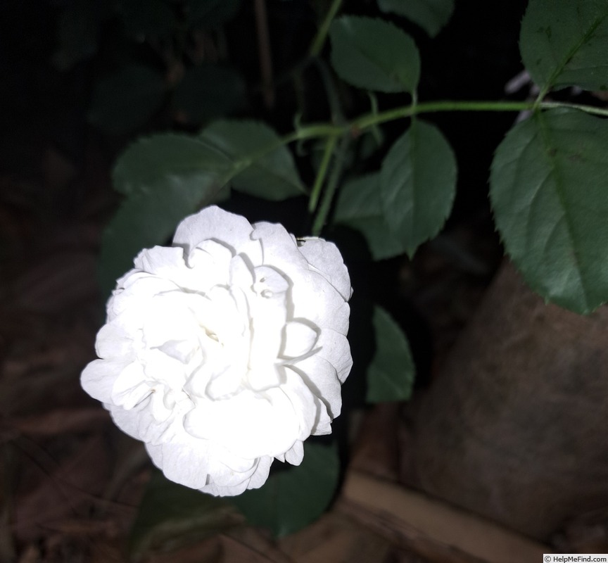 'Boule de Neige (bourbon, Lacharme, 1867)' rose photo