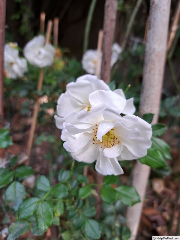 'Diamant® (shrub, Kordes, 2001)' rose photo