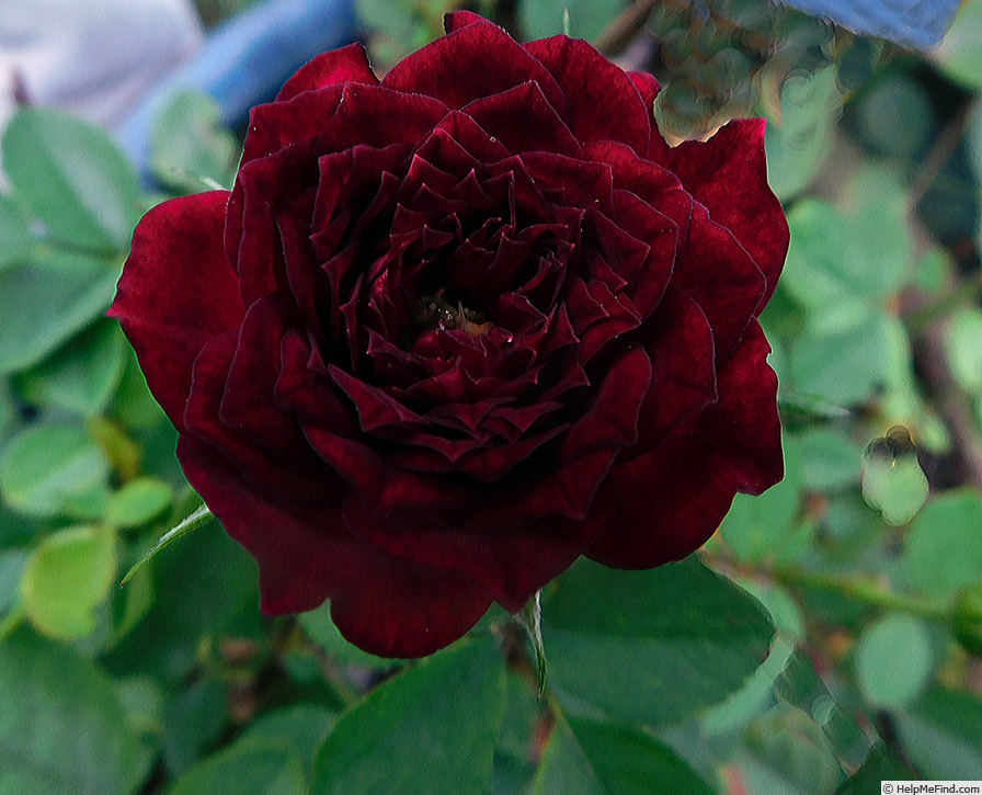 'Carolyn Supinger' rose photo