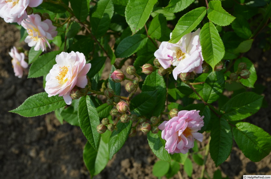 'Arndt' rose photo