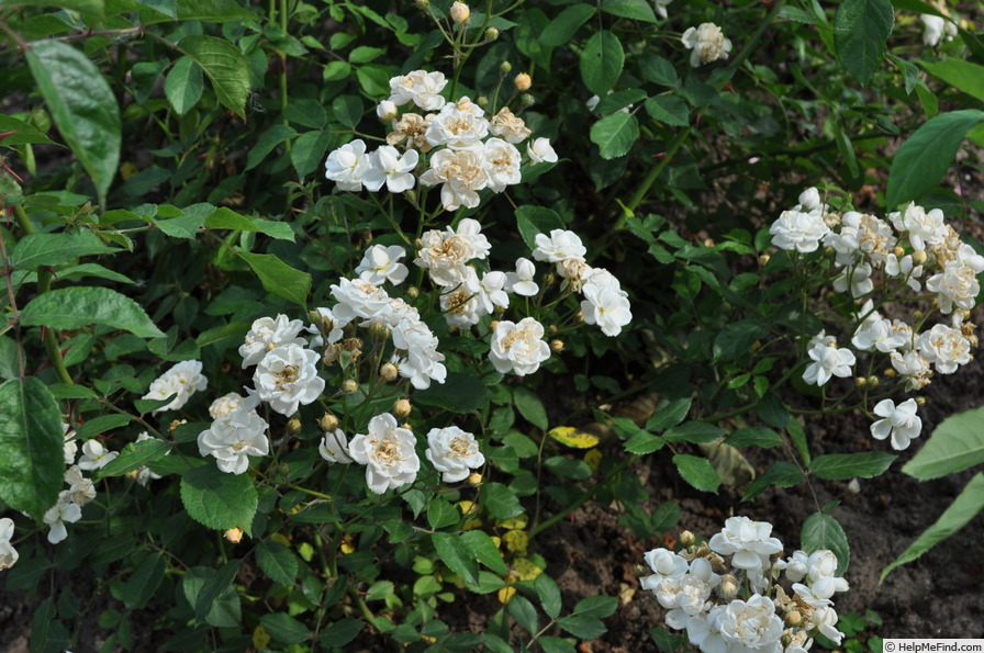'Excellenz Kuntze' rose photo