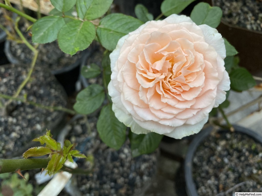 'Bliss Parfuma ®' rose photo