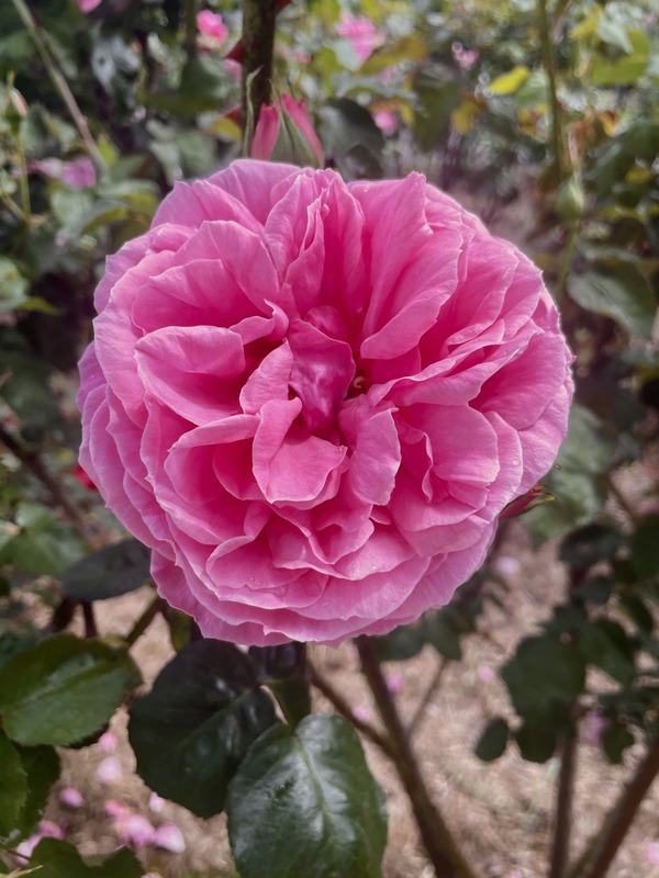 'Mrs. Norman Watson' rose photo