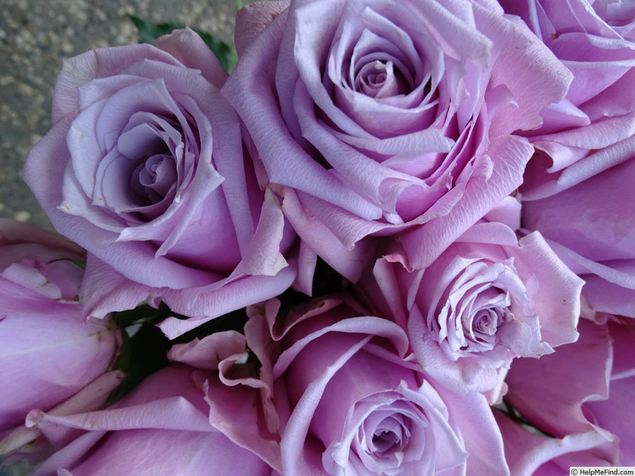 'Nautica ® (florists rose, Kordes, 2016)' rose photo