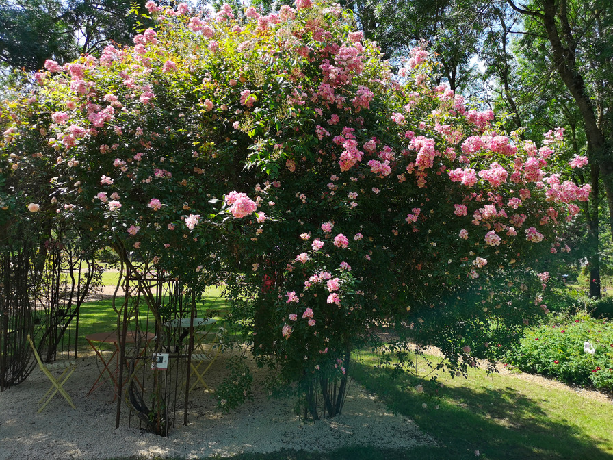 'Roseraie - Les Chemins de la rose'  photo