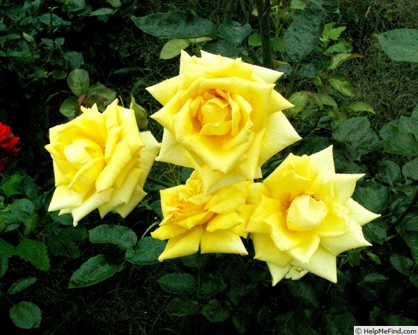 'Kaguyahime' rose photo