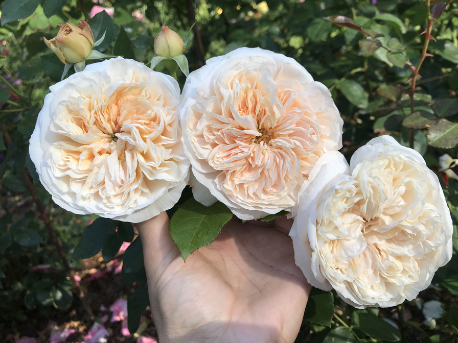 'Clara Schumann (shrub, Schultheis, 2016)' rose photo