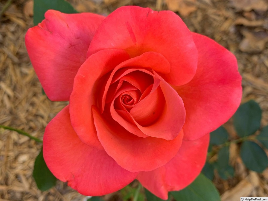 'Ring of Fire ™ (hybrid tea, Greenwood, 2007)' rose photo
