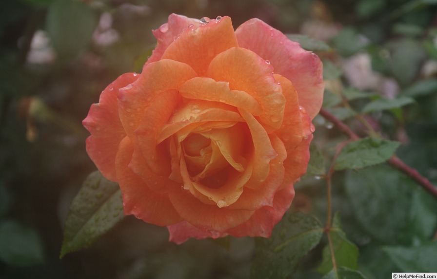 'Manyo' rose photo