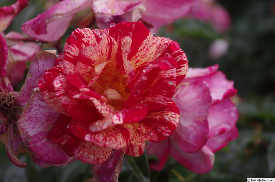 'Kirari' rose photo