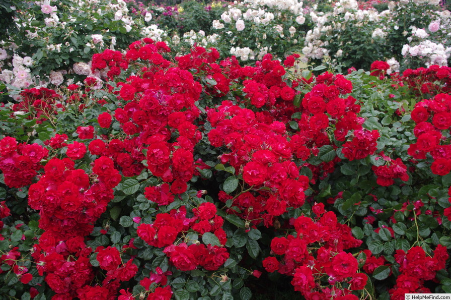 'Ingrid Weibull ®' rose photo