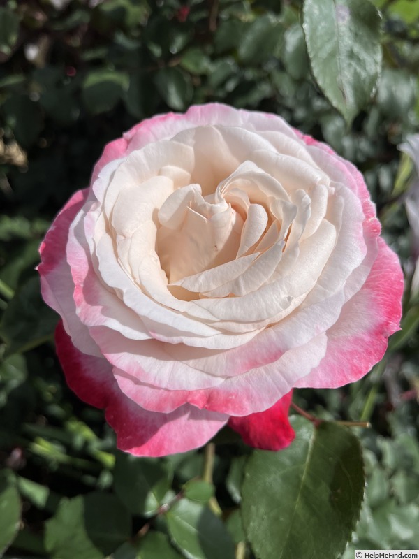 'Brindabella Faith' rose photo