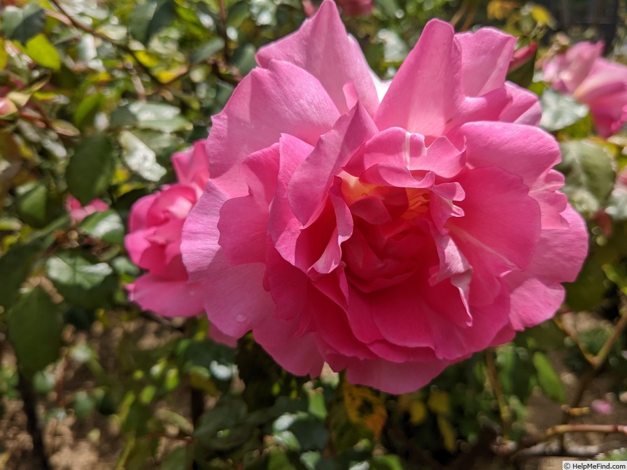 'Mrs. Harold Alston' rose photo