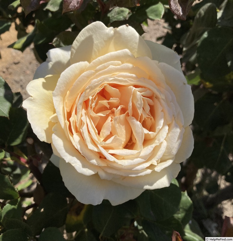 'Bella di Todi ®' rose photo
