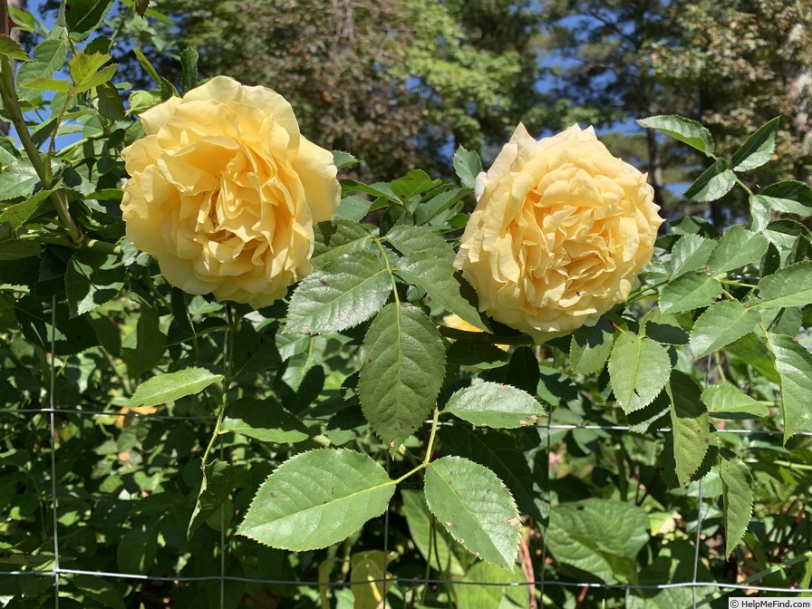 'Tupelo Honey Sunbelt ®' rose photo