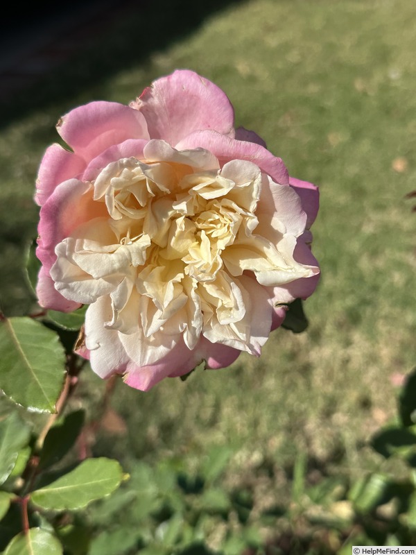 'Mrs. Dudley Cross (Tea, Paul, 1907)' rose photo