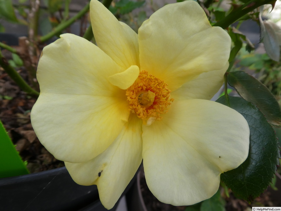 'Apple Jack (shrub, Kenny, 2009)' rose photo
