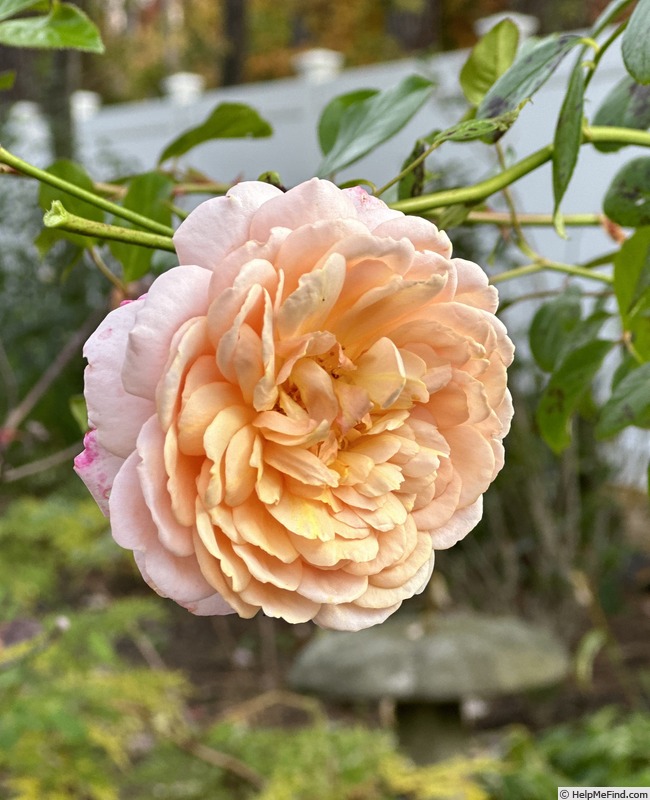 'Elizabeth Stuart ®' rose photo