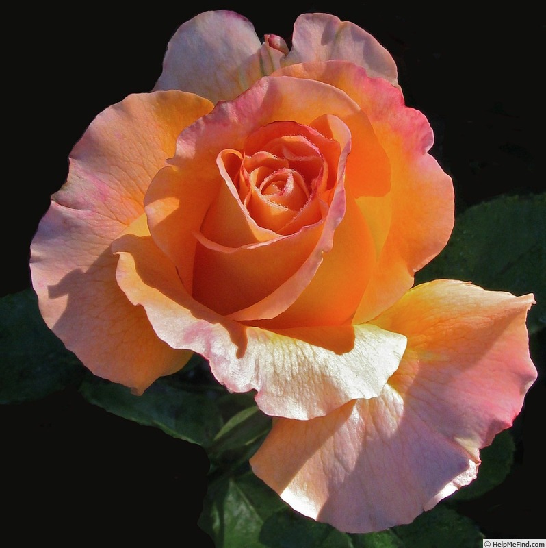 'Adolph Horstmann' rose photo