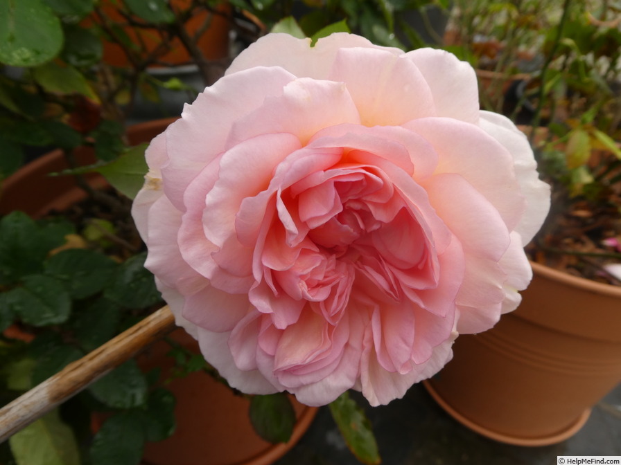 'Märchenzauber ®' rose photo
