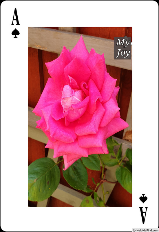 'My Joy' rose photo