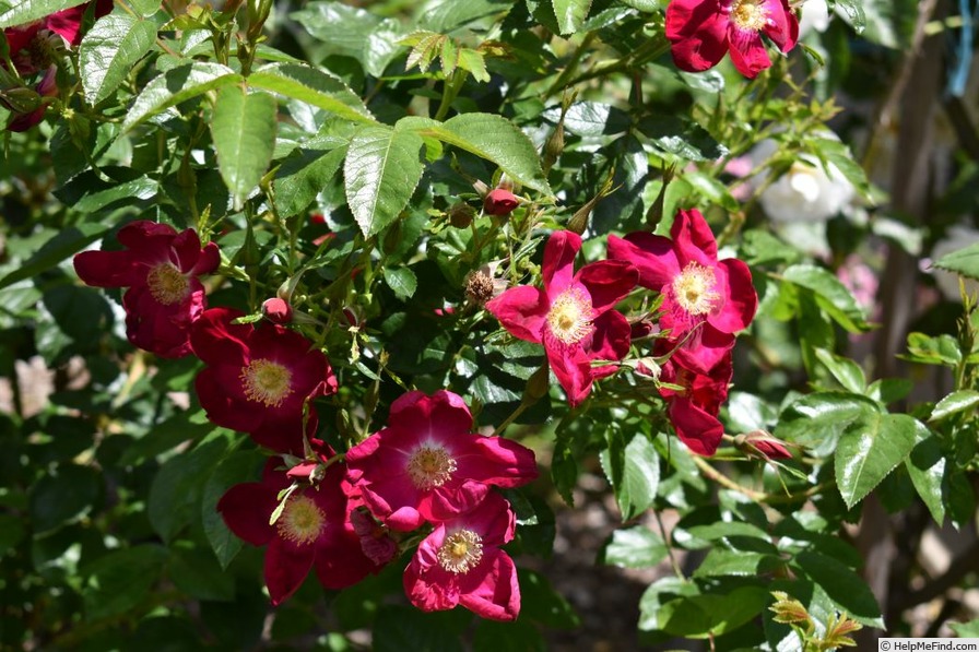 'Stella Magna' rose photo