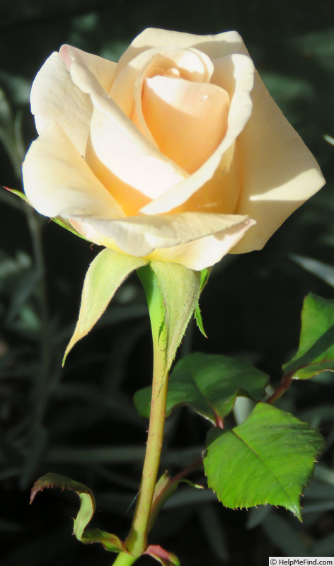 'Golden Melody' rose photo