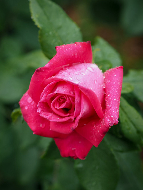 'Lolita Lempicka ®' rose photo