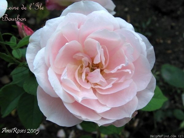 'Reine de l'Île Bourbon' rose photo