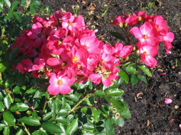 'Rosy Carpet ®' rose photo