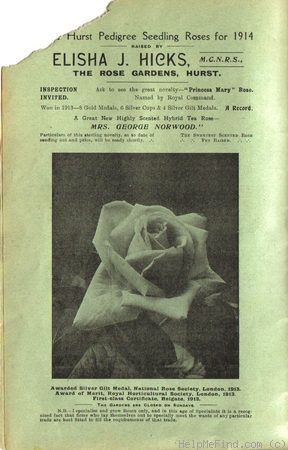 'Mrs. George Norwood' rose photo