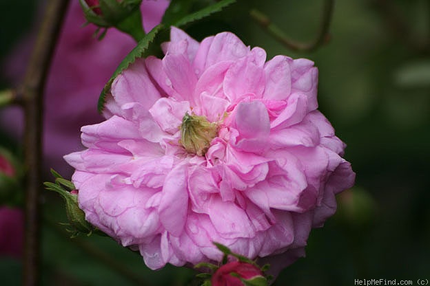 'Petite Lisette' rose photo