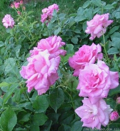 'Sweet Inspiration' rose photo