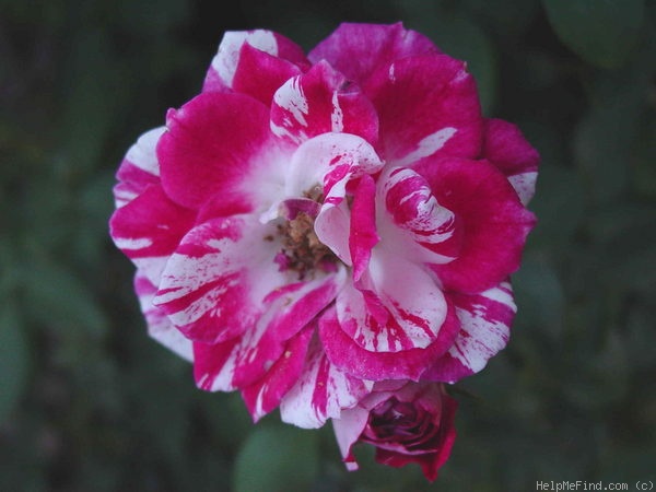 'Rockin' Robin™' rose photo