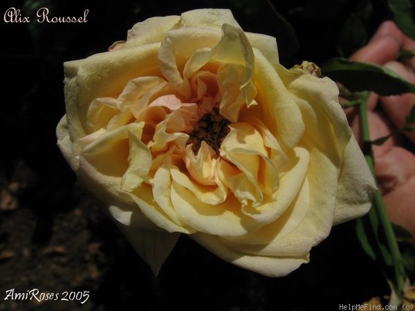 'Alix Roussel' rose photo