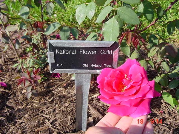 'National Flower Guild' rose photo