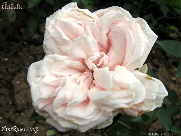 'Acidalie (bourbon, Rousseau, 1837)' rose photo