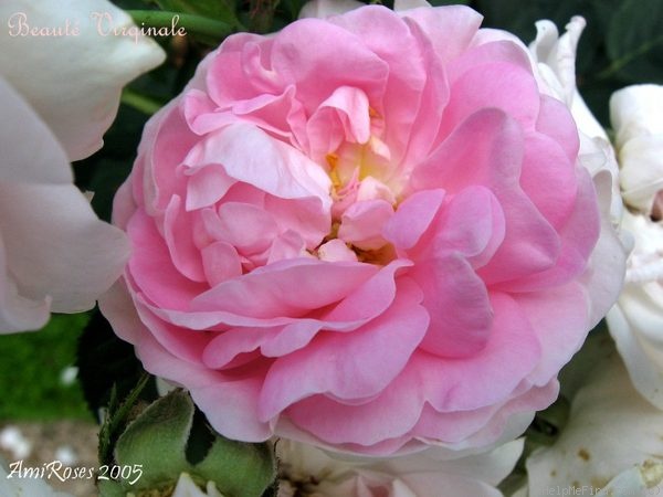 'Beauté Virginale' rose photo