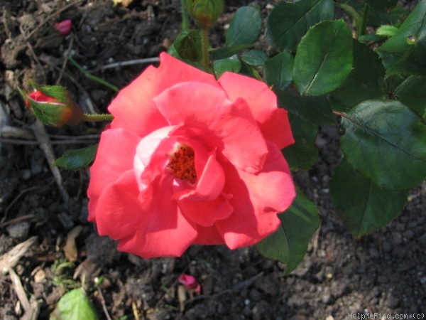 'Highlight' rose photo