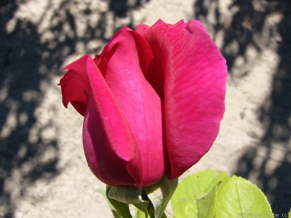 'Ljuba Rizzoli ®' rose photo